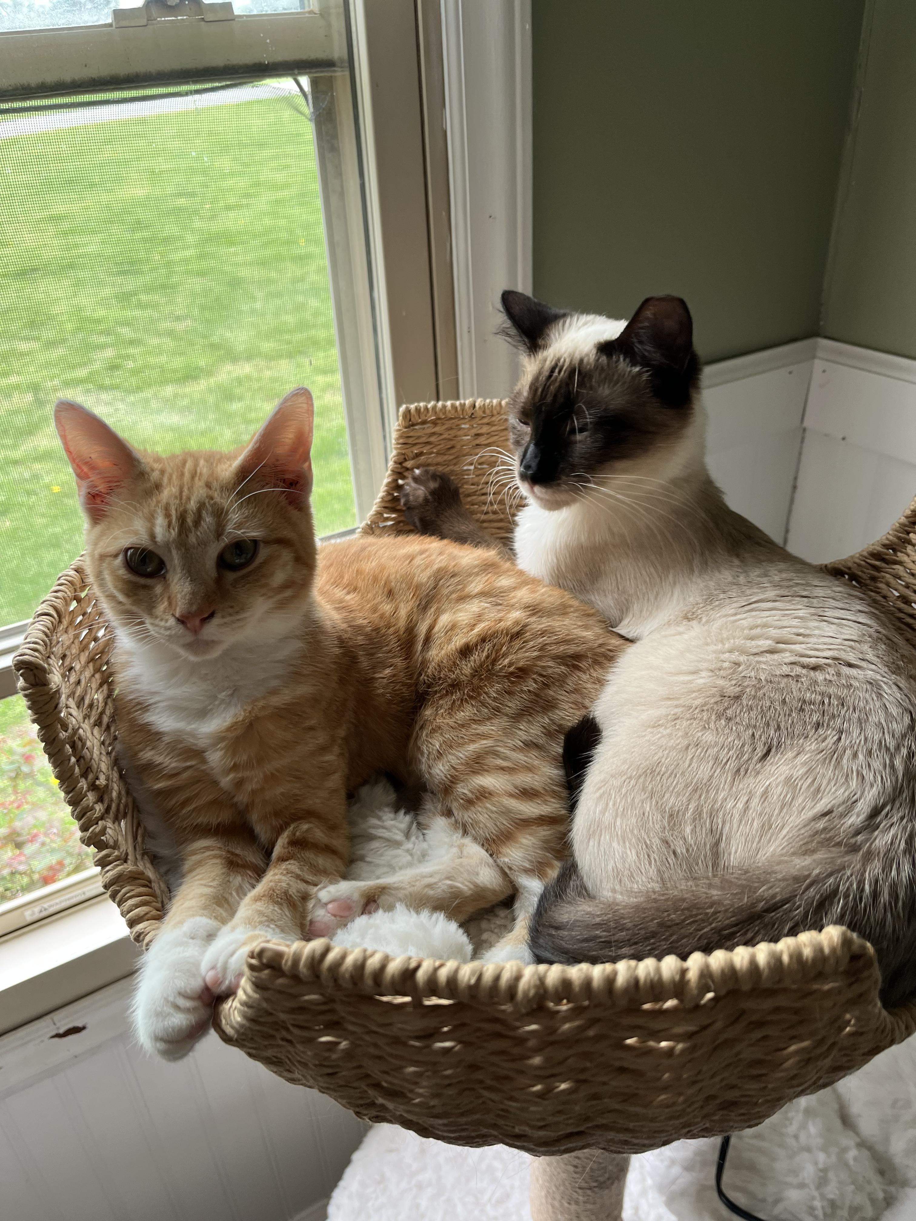 Jay-z, an adopted Domestic Short Hair in Charlotte, NC image 5/5