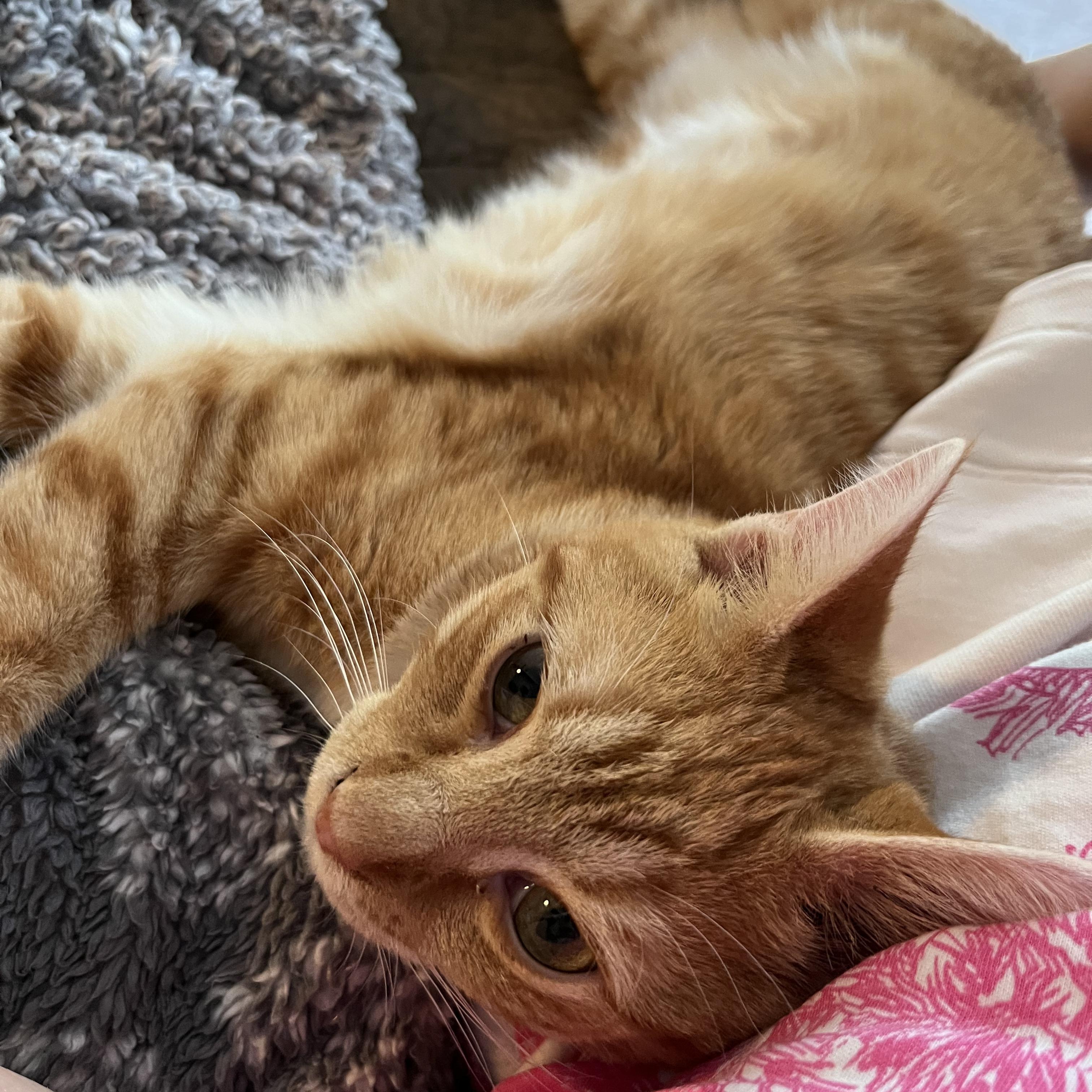 Jay-z, an adopted Domestic Short Hair in Charlotte, NC image 2/5