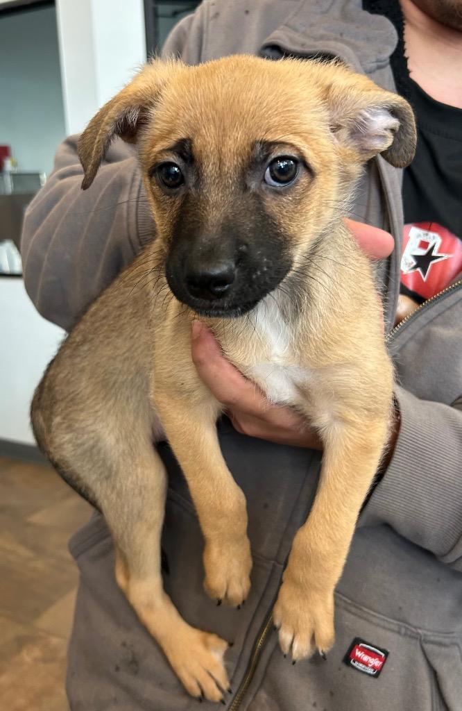 Pip, Adoptable, Puppy Male Mixed Breed.