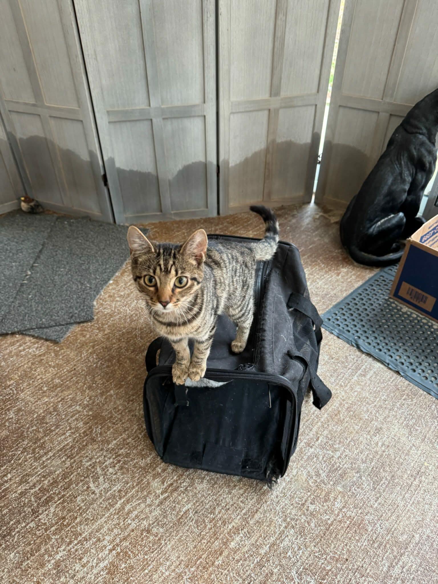 Anastasia, Adoptable, Young Female Domestic Short Hair & Tabby.