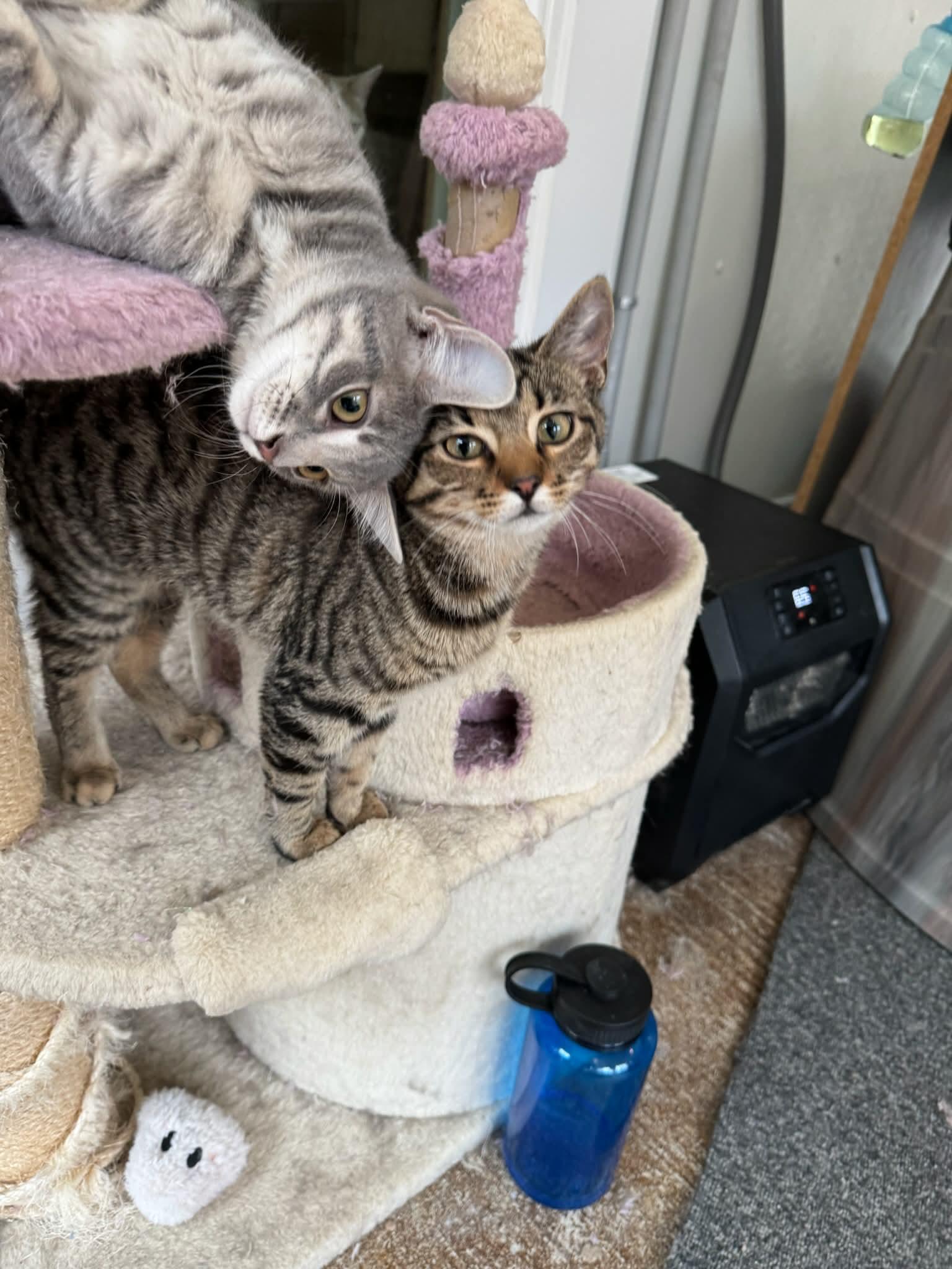 Anastasia, a Adoptable mixed breed in Morehead, KY image 2/2