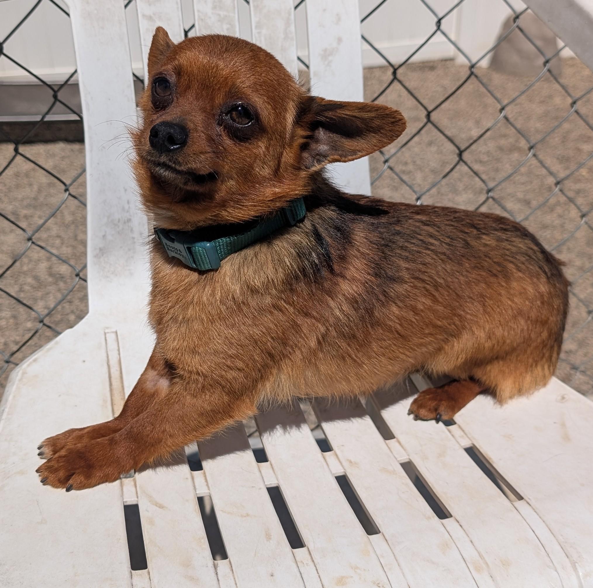 Enlarge Rocky, an adopted mixed breed in New Ulm, MN image 1/1