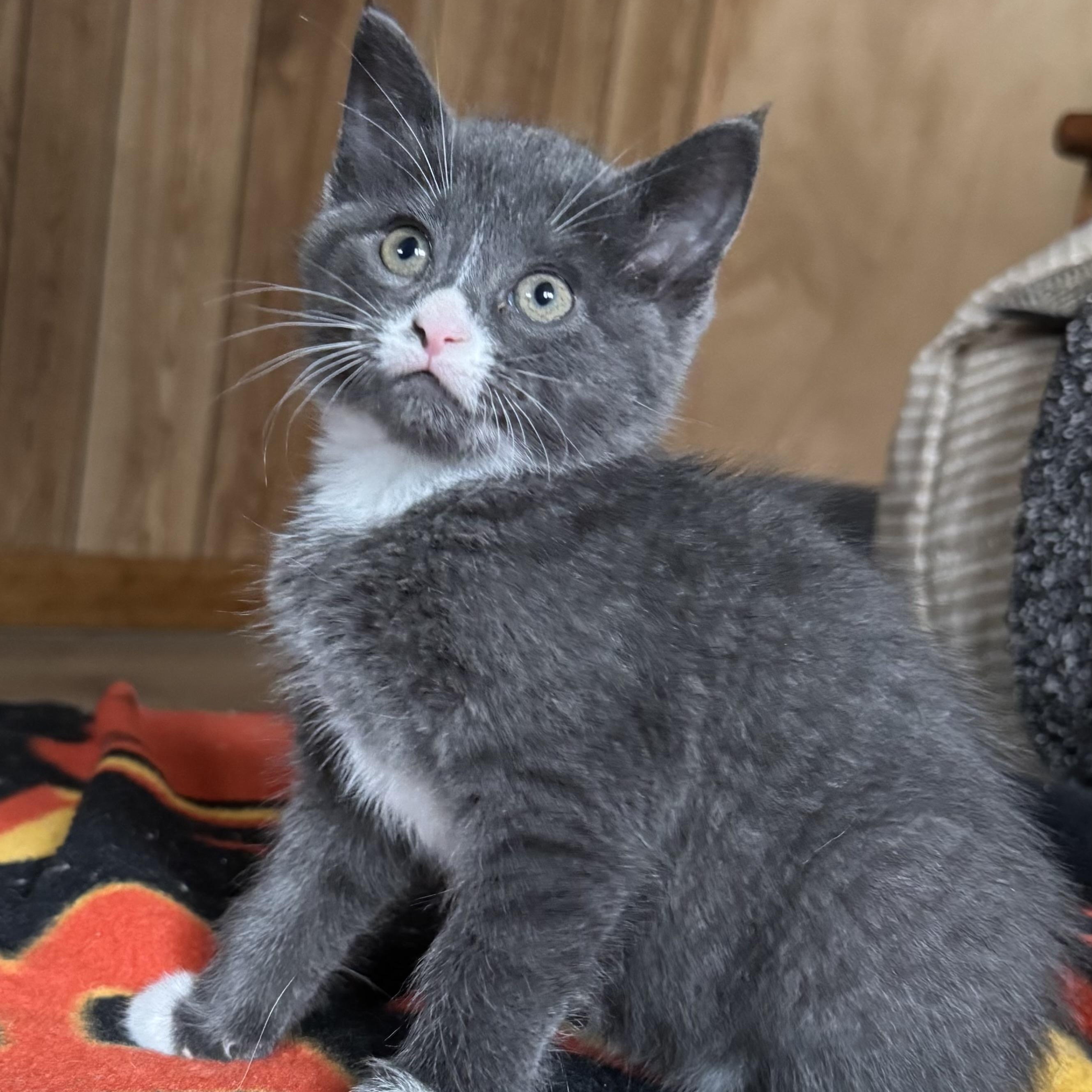 Willow, adopted, Kitten Female Domestic Short Hair.