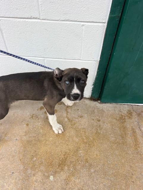 Tiggy, ADOPTABLE, Puppy Male Pit Bull Terrier.