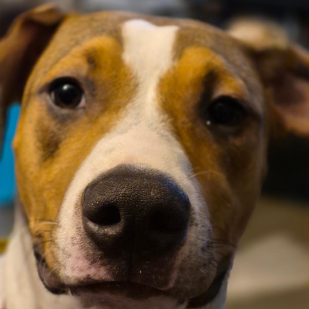 Savage, Adoptable, Young Female Pit Bull Terrier.
