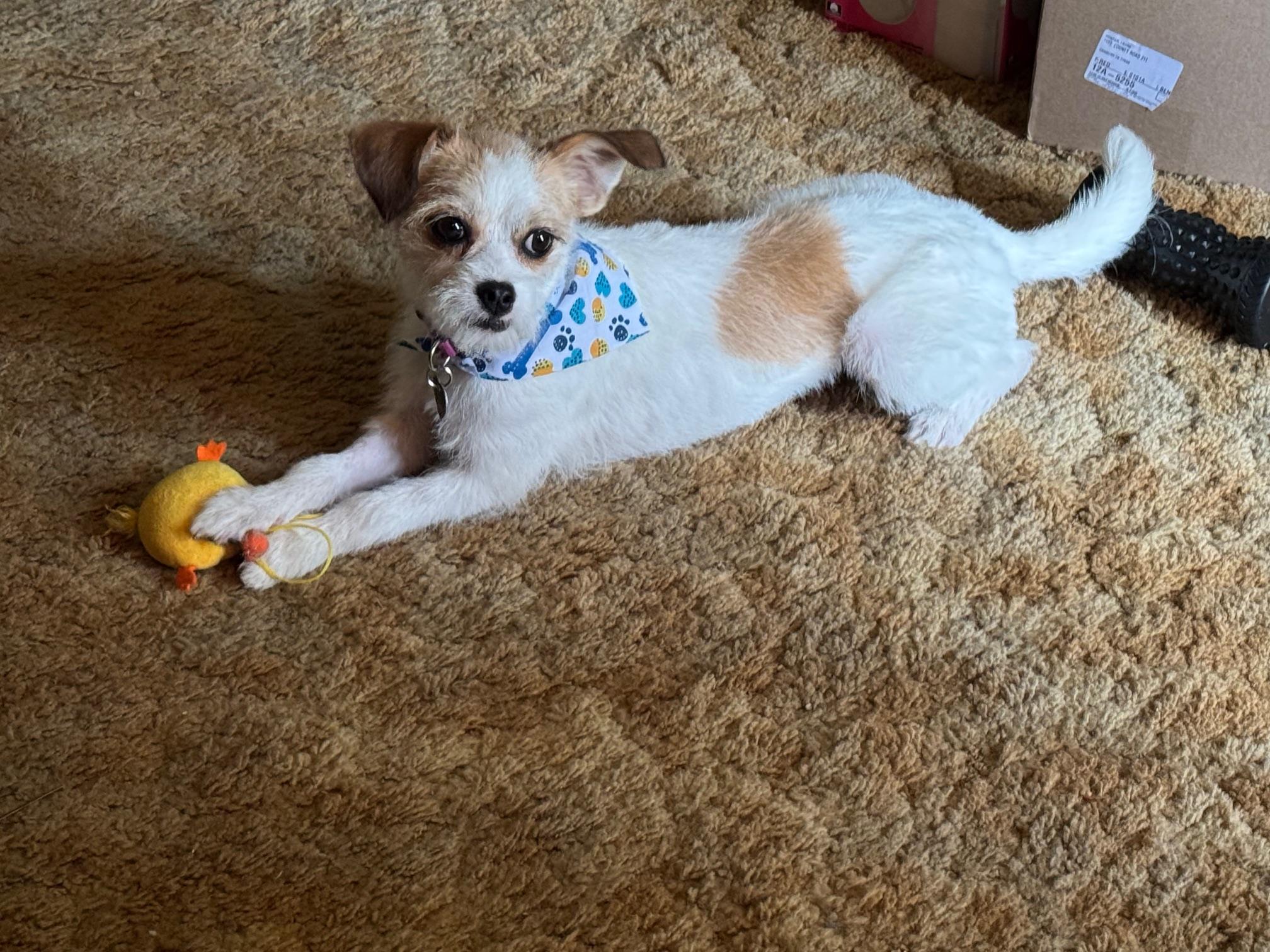 Poppy - Houston, Adoptable, Young Female Chihuahua.
