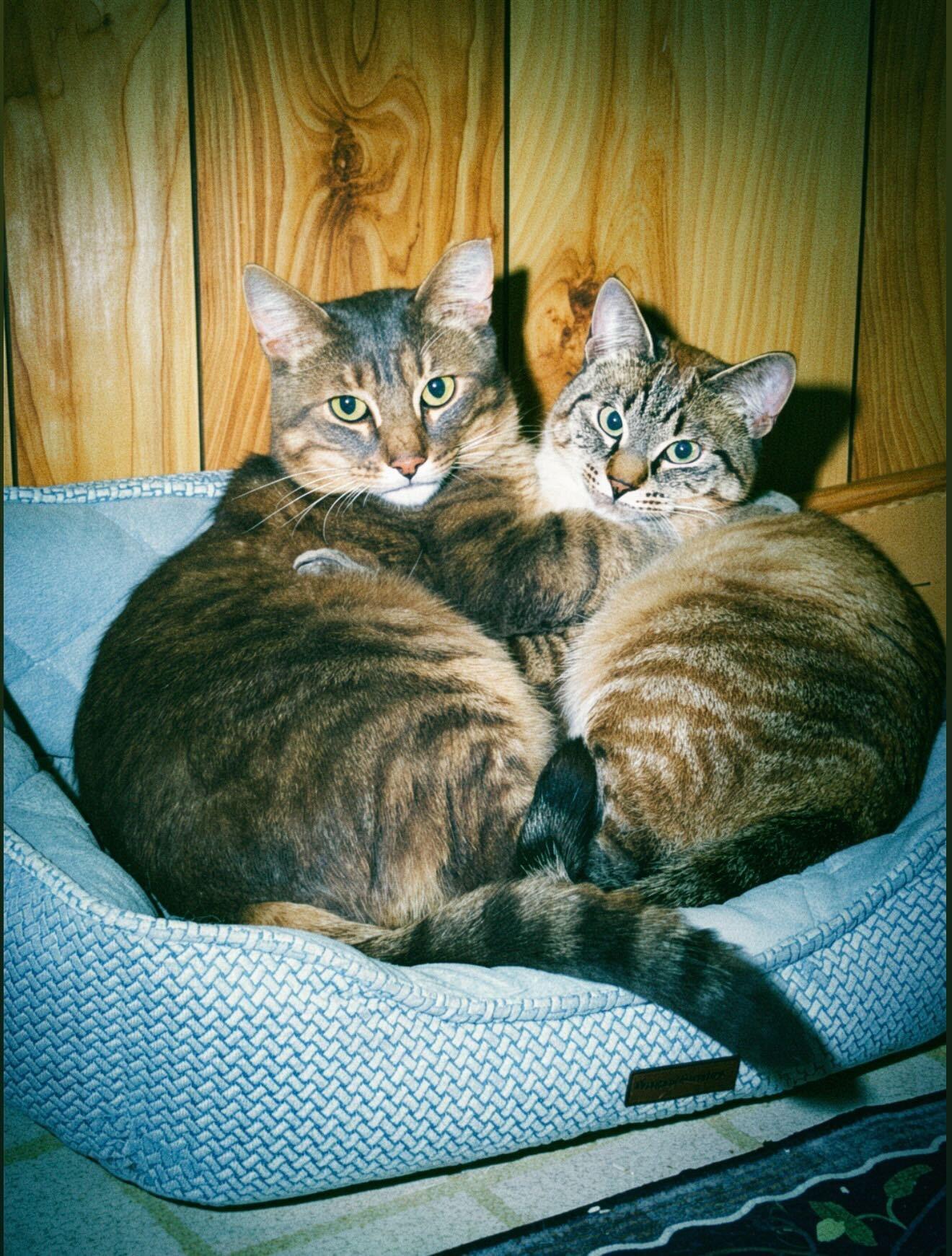 Larry Gene and Irma, ADOPTABLE, Adult Male Domestic Short Hair.