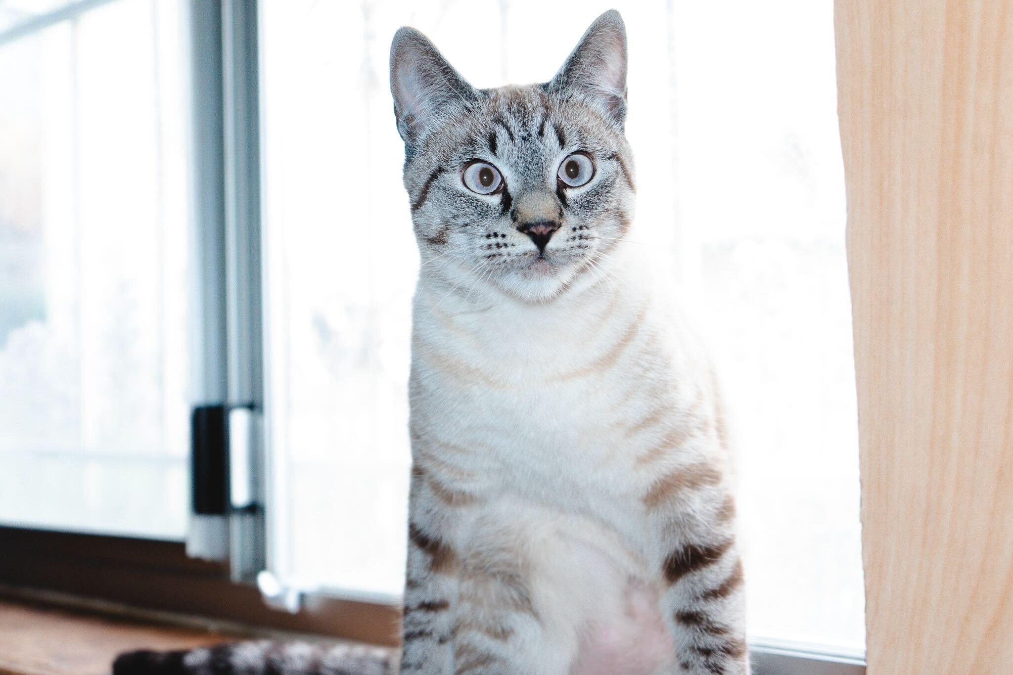 Enlarge Larry Gene and Irma, a ADOPTABLE Domestic Short Hair in Seattle, WA image 5/6