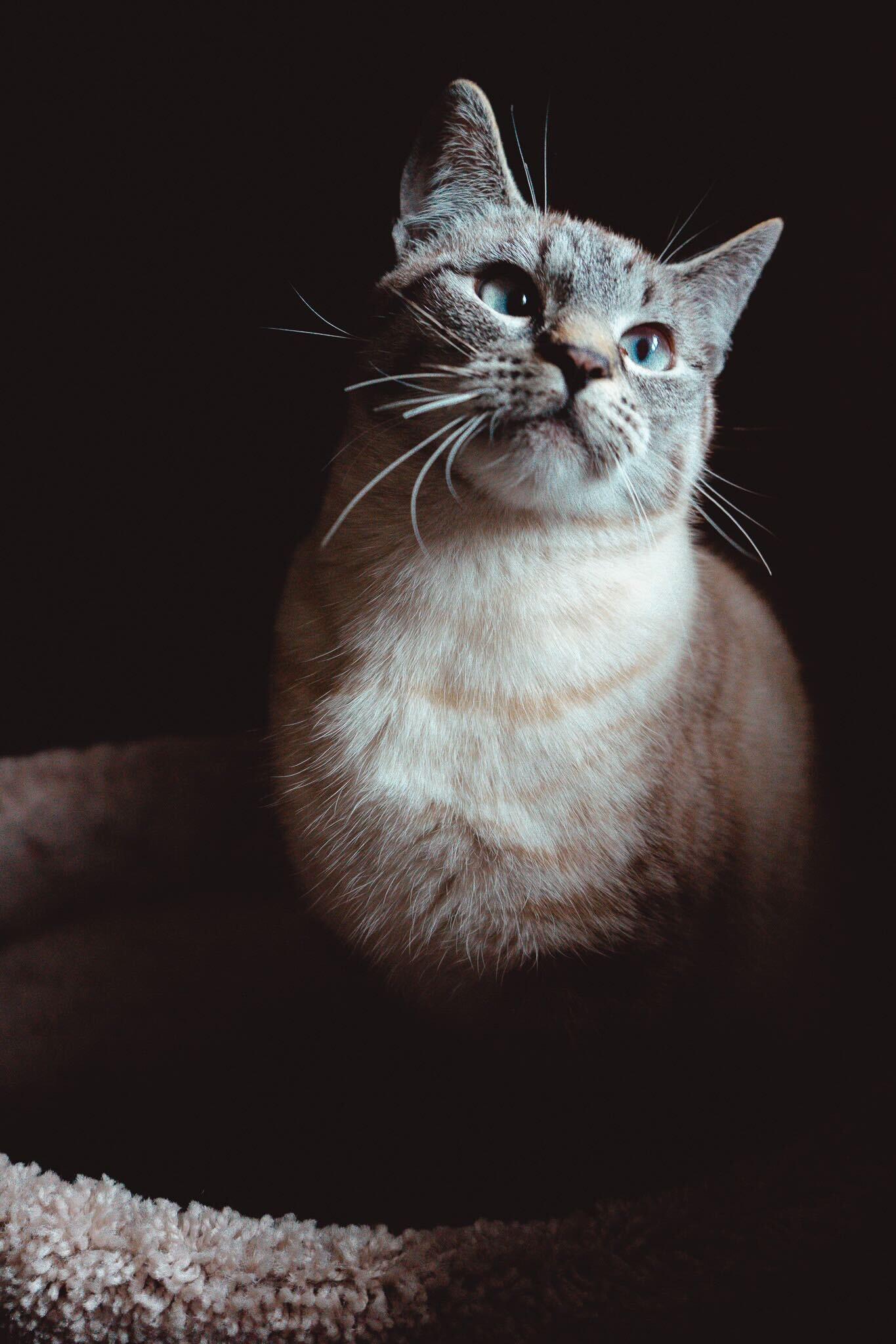 Enlarge Larry Gene and Irma, a ADOPTABLE Domestic Short Hair in Seattle, WA image 3/6