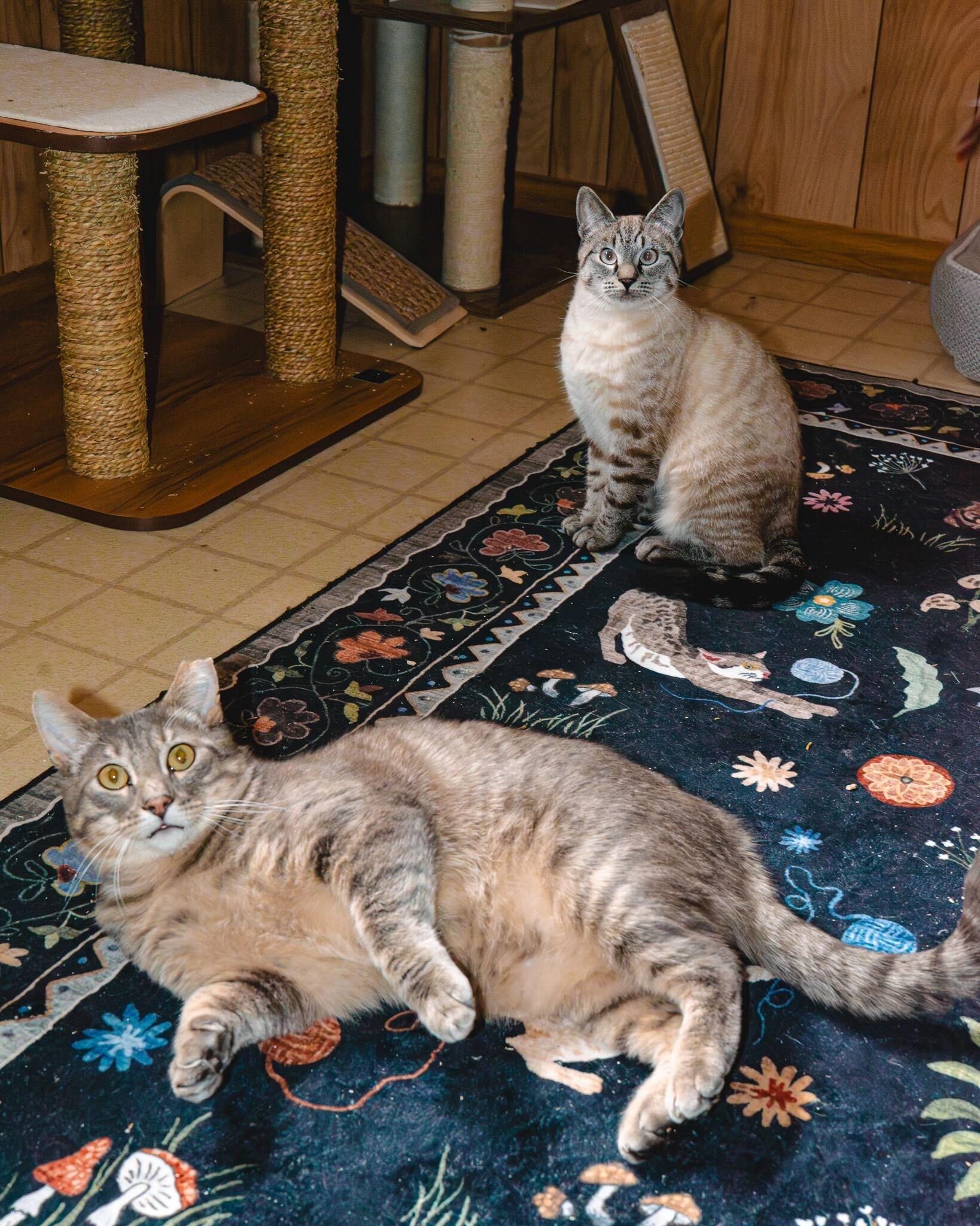 Enlarge Larry Gene and Irma, a ADOPTABLE Domestic Short Hair in Seattle, WA image 4/6
