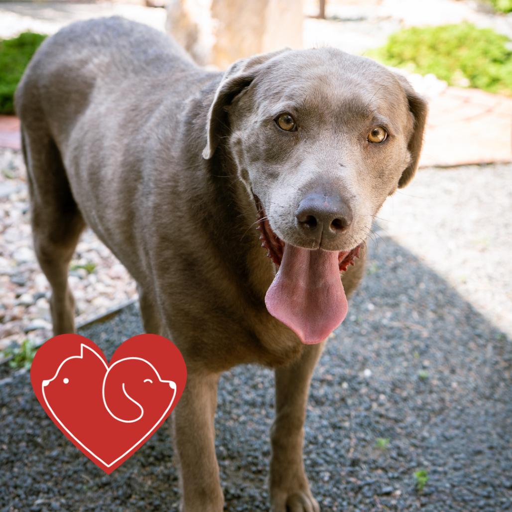 Shirley, Adoptable, Senior Female Labrador Retriever.