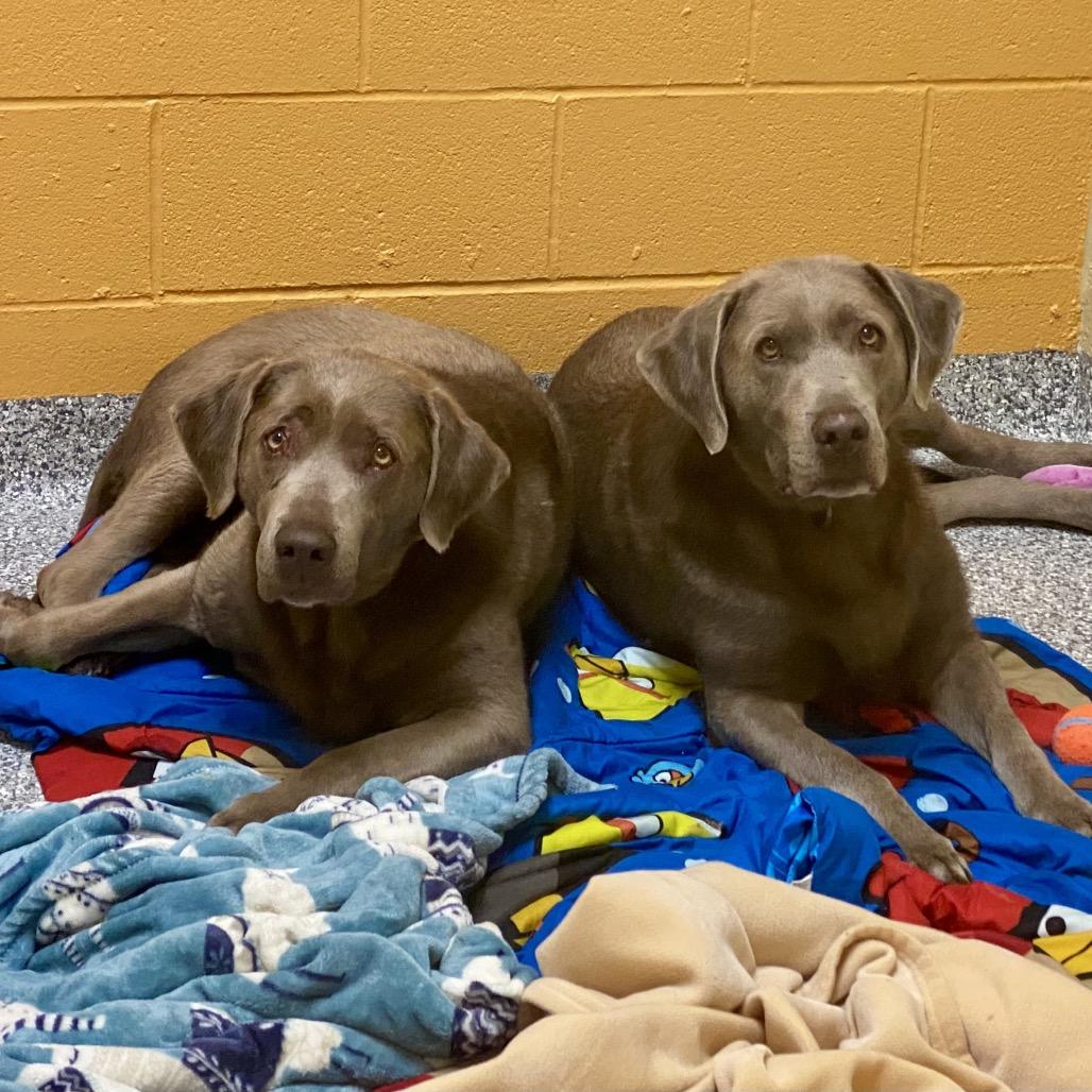 Enlarge Shirley, a Adoptable Labrador Retriever in Cheyenne, WY image 2/6