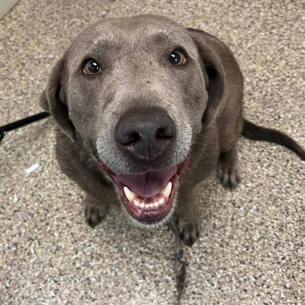 Shirley, a Adoptable Labrador Retriever in Cheyenne, WY image 1/2
