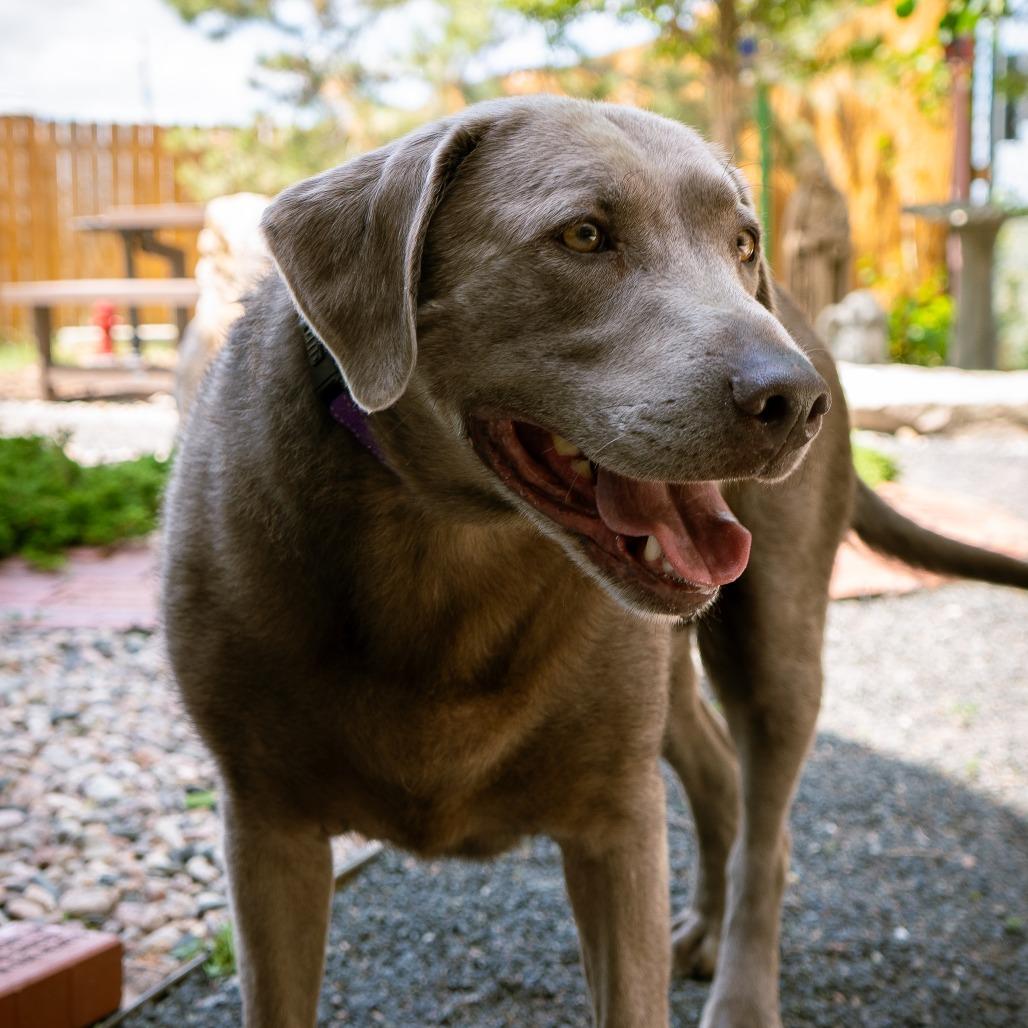Enlarge Shirley, a Adoptable Labrador Retriever in Cheyenne, WY image 5/6
