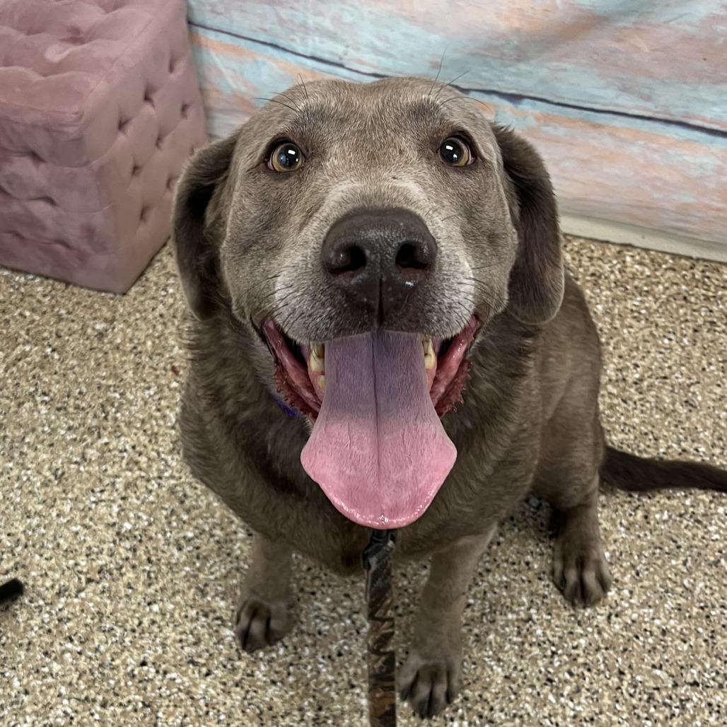 Shirley, a Adoptable Labrador Retriever in Cheyenne, WY image 2/2