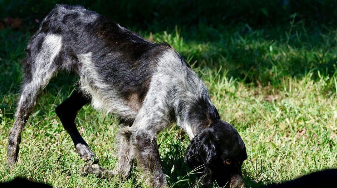Enlarge Birdie, an adoption pending Brittany Spaniel in Marion, MA image 4/4