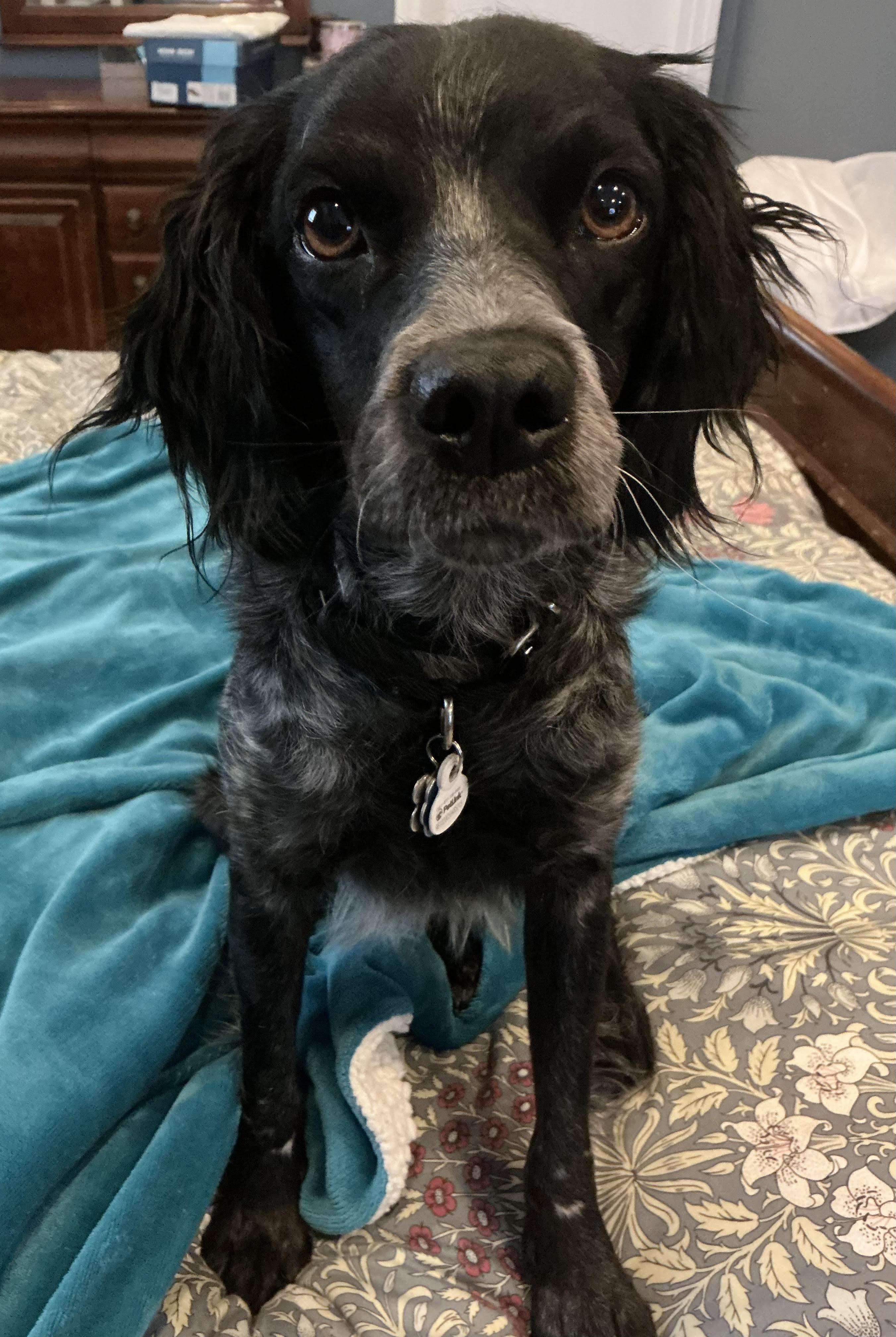 Birdie, adopted, Young Female Brittany Spaniel.