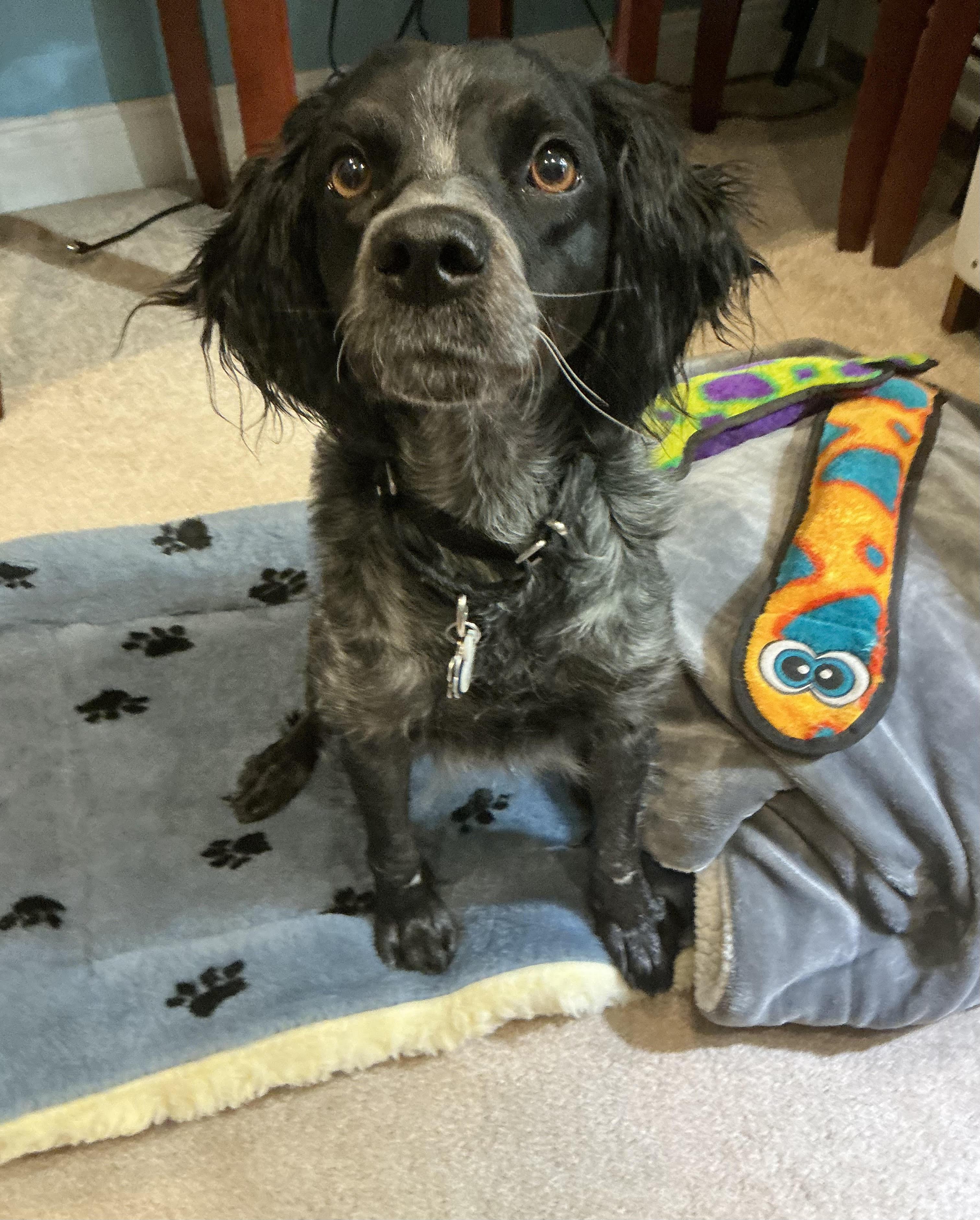 Enlarge Birdie, an adoption pending Brittany Spaniel in Marion, MA image 2/4