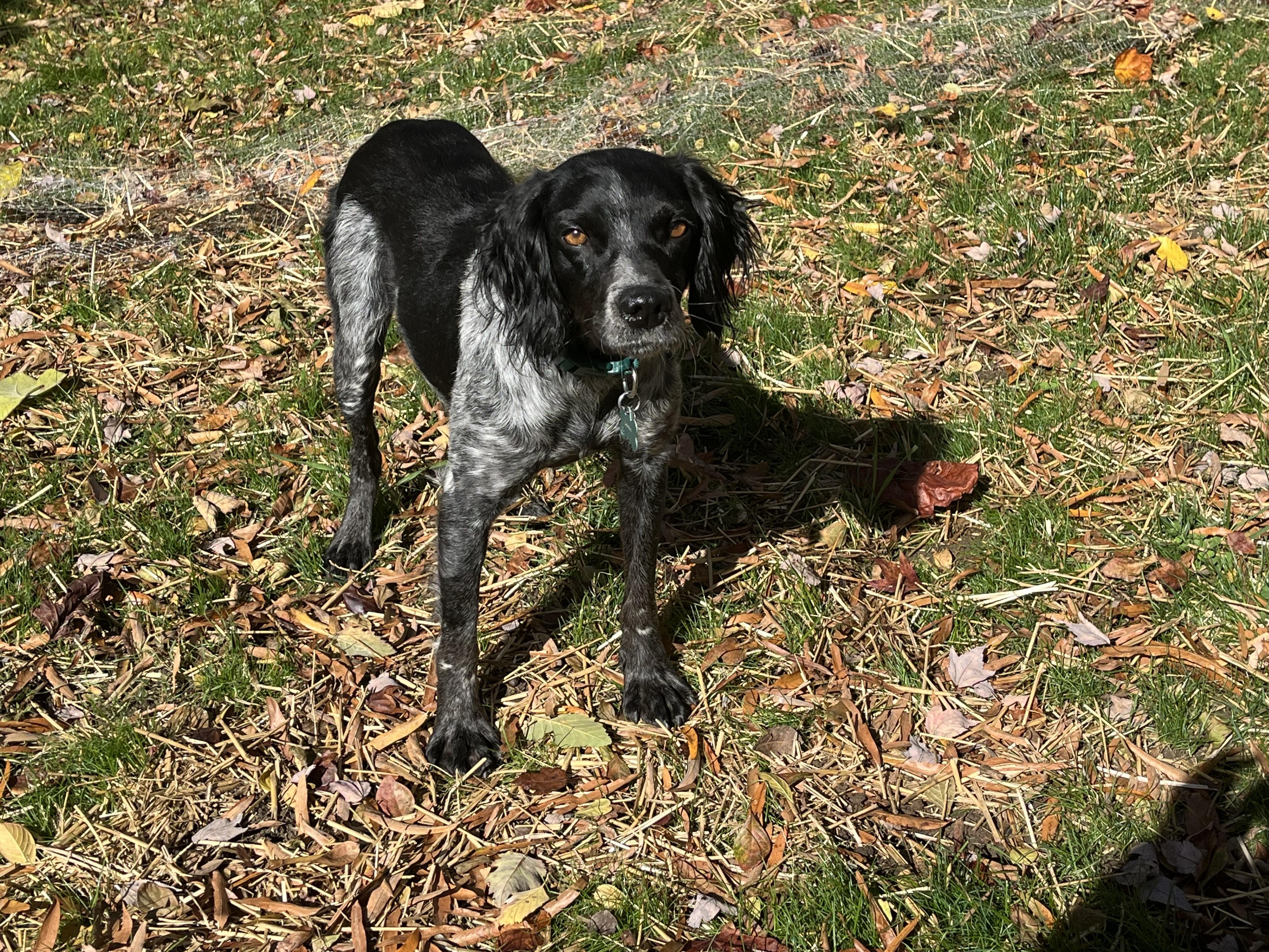 Enlarge Birdie, an adoption pending Brittany Spaniel in Marion, MA image 3/4