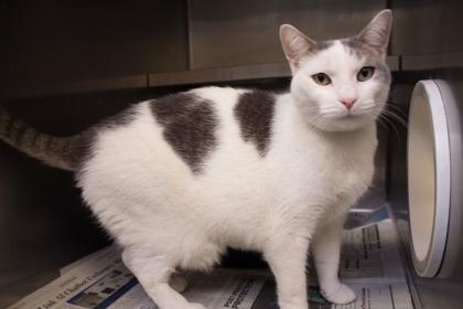 Stampy, a Adoptable Domestic Short Hair in Coon Rapids, MN image 1/3