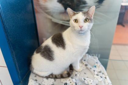 Stampy, a Adoptable Domestic Short Hair in Coon Rapids, MN image 2/3