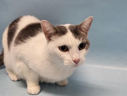 Stampy, a Adoptable Domestic Short Hair in Coon Rapids, MN image 3/3