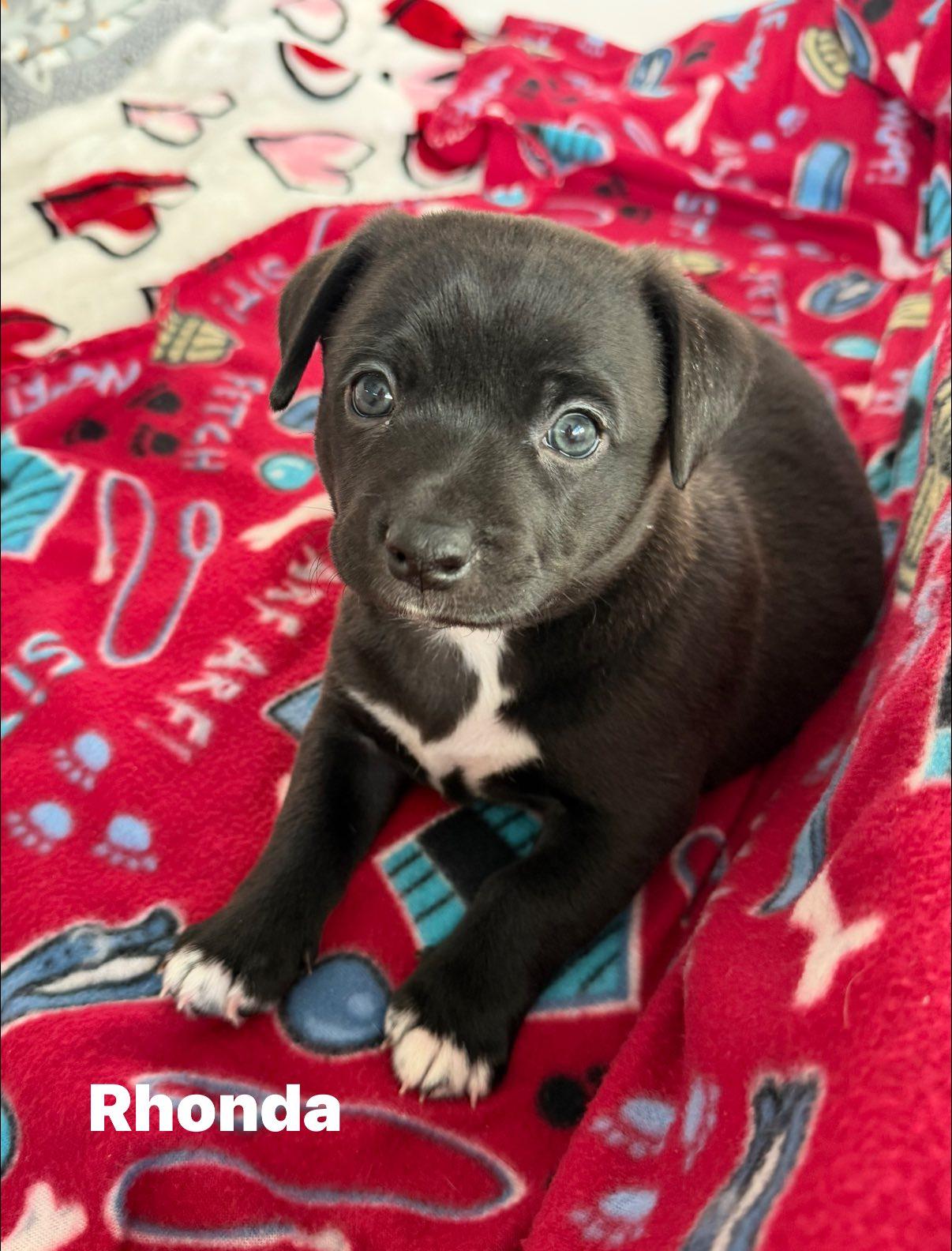 Rhonda, Adoptable, Puppy Female Staffordshire Bull Terrier & Labrador Retriever.