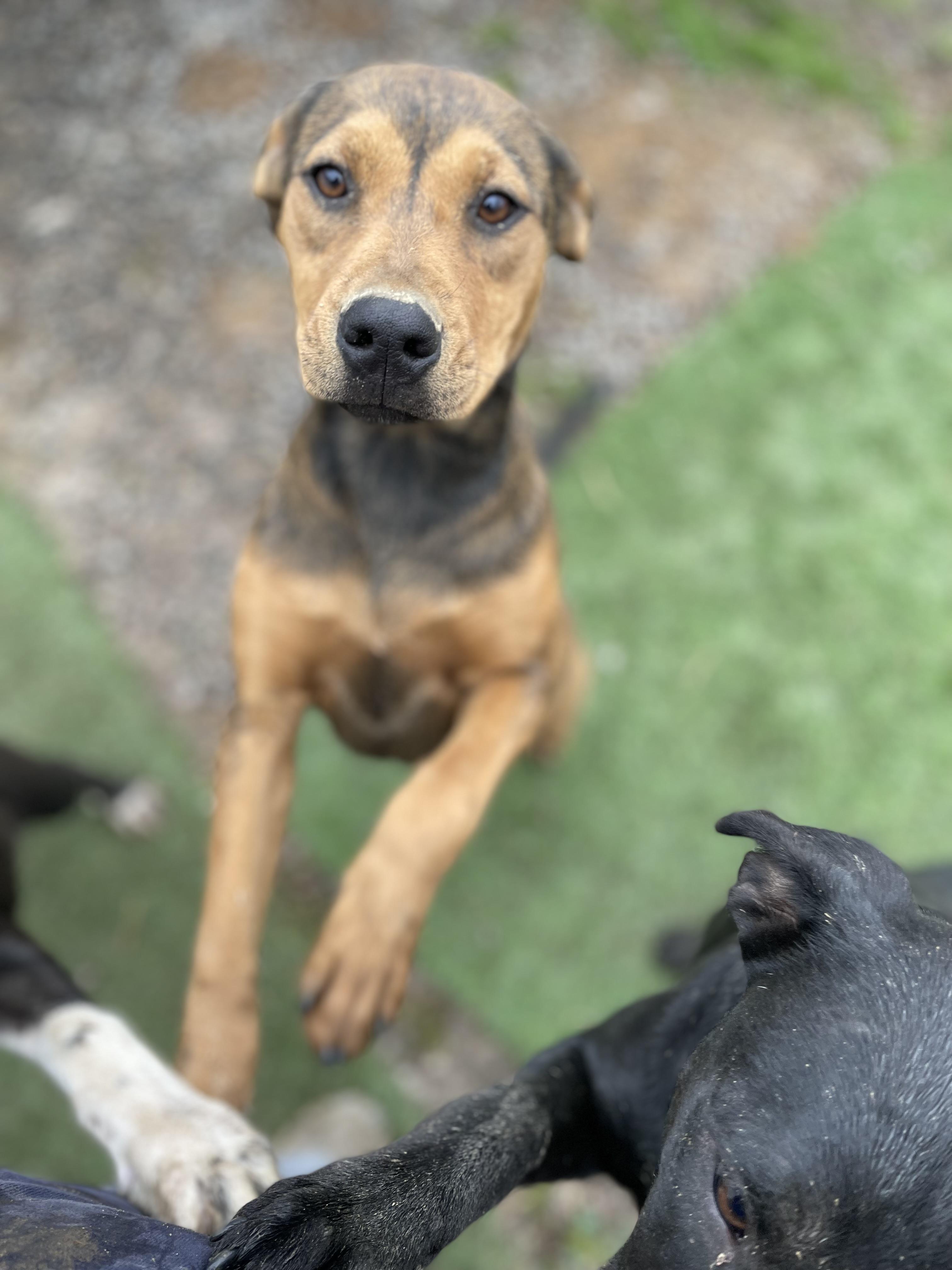 Enlarge Whimsy, a Adoptable mixed breed in Tracy City , TN image 1/3
