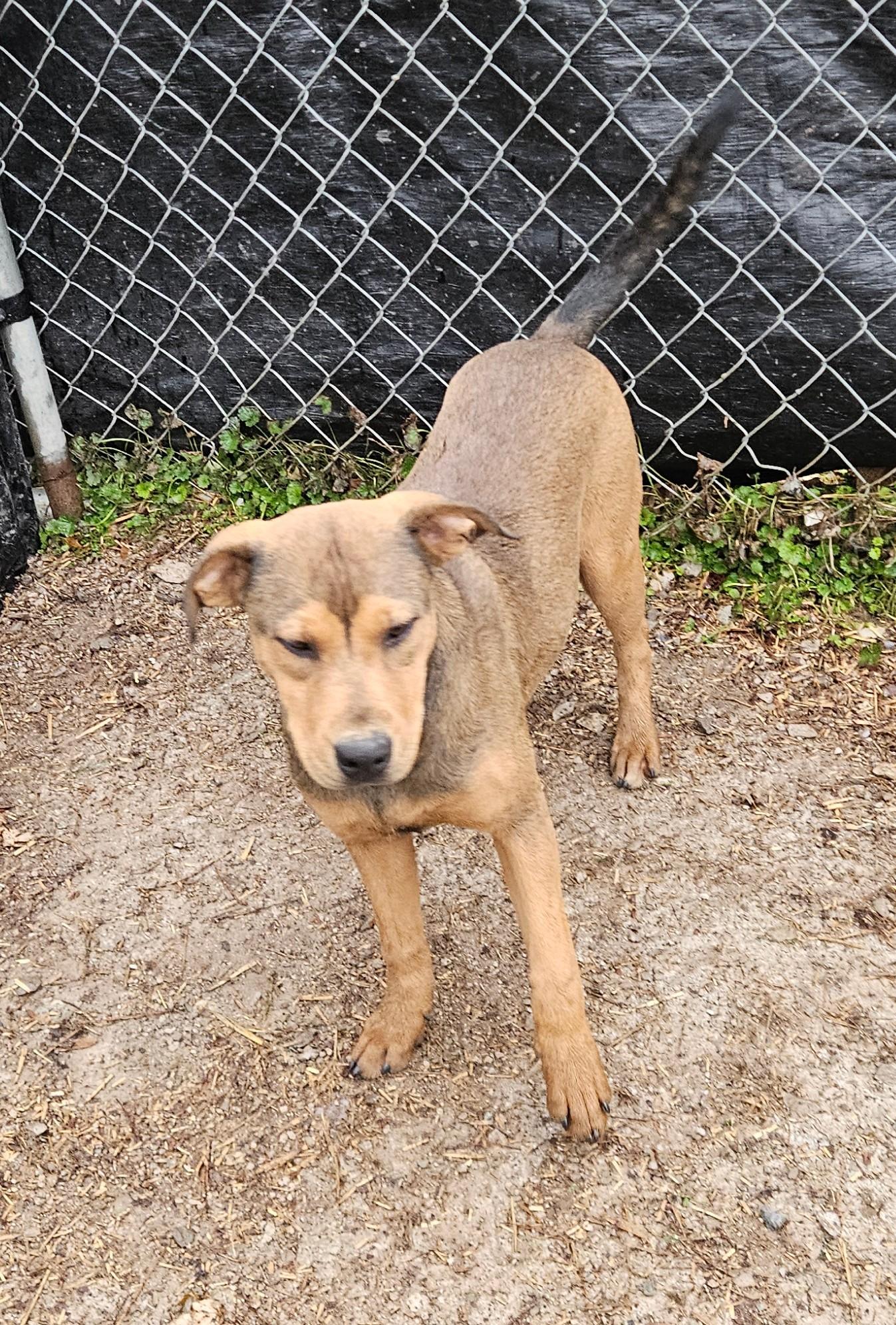 Enlarge Whimsy, a Adoptable mixed breed in Tracy City , TN image 2/3