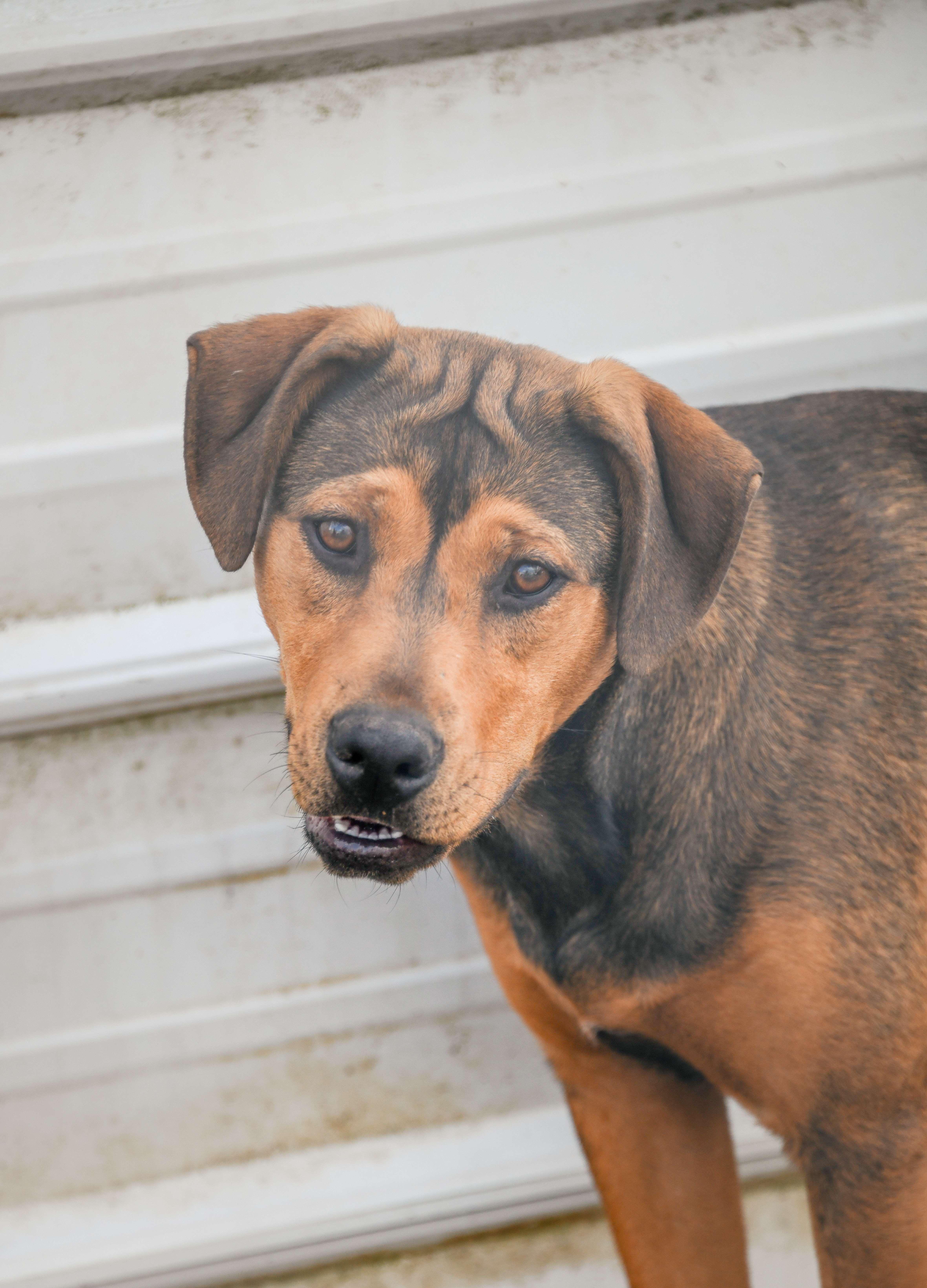 Enlarge Whimsy, a Adoptable mixed breed in Tracy City , TN image 3/3