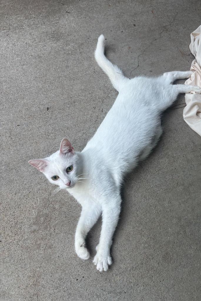 Diamond AKA Snow, Adoptable, Young Female Domestic Short Hair.