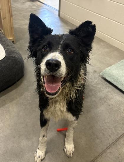 Enlarge Dante, a Adoptable Border Collie in Redmond, OR image 2/2