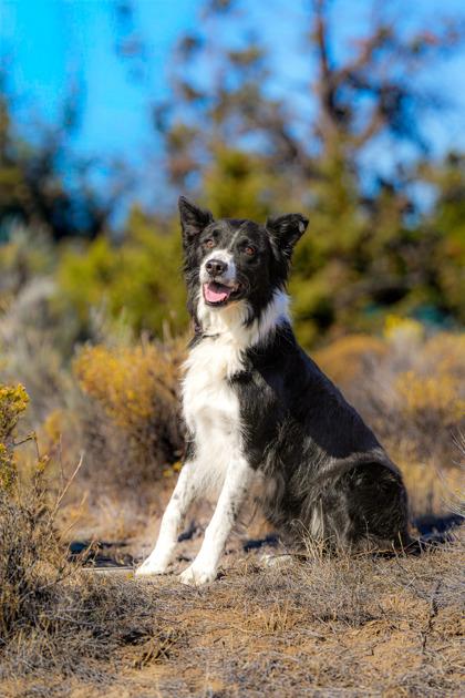 Dante, Adoptable, Adult Male Border Collie.