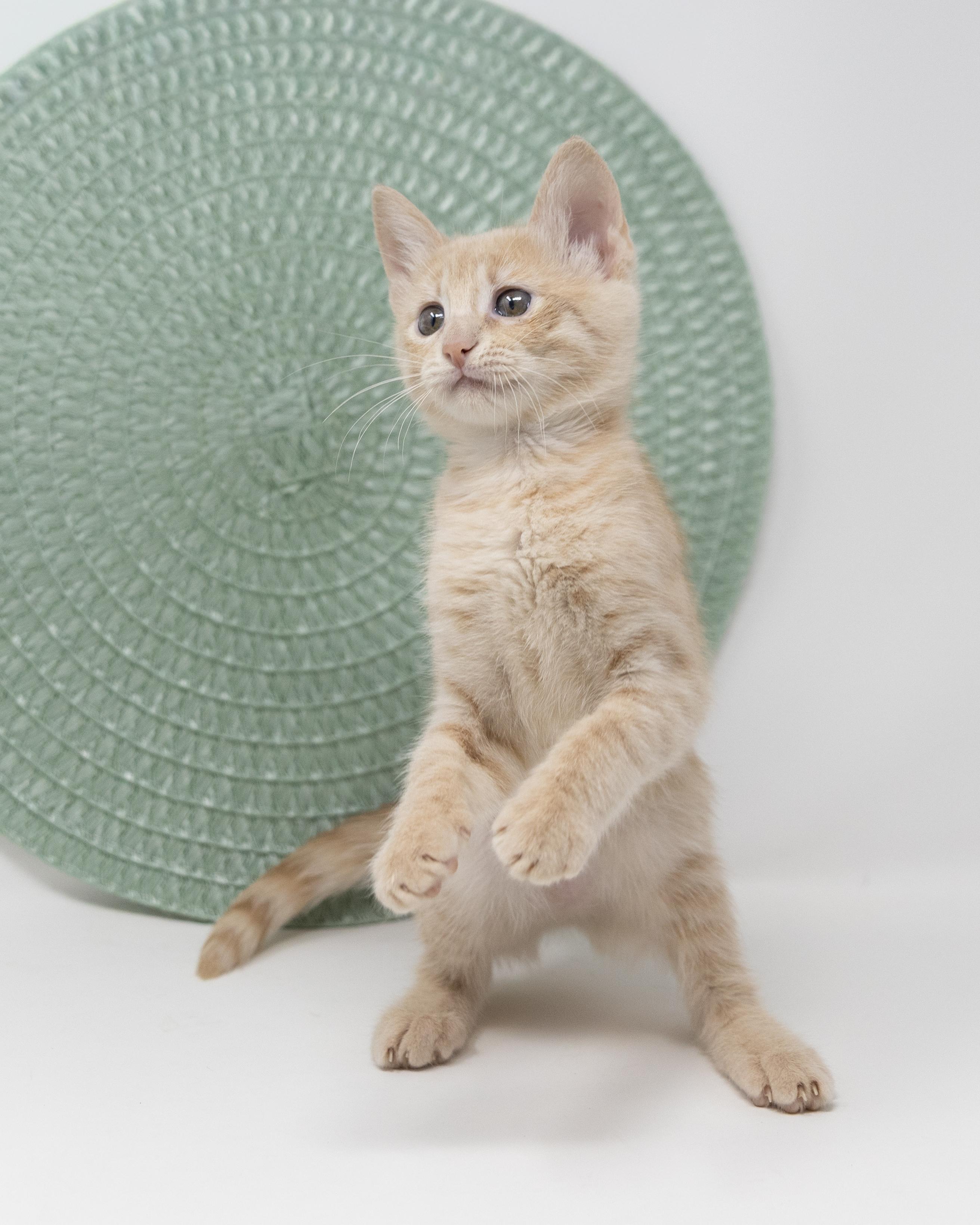Itsy, ADOPTABLE, Kitten Female Tabby.
