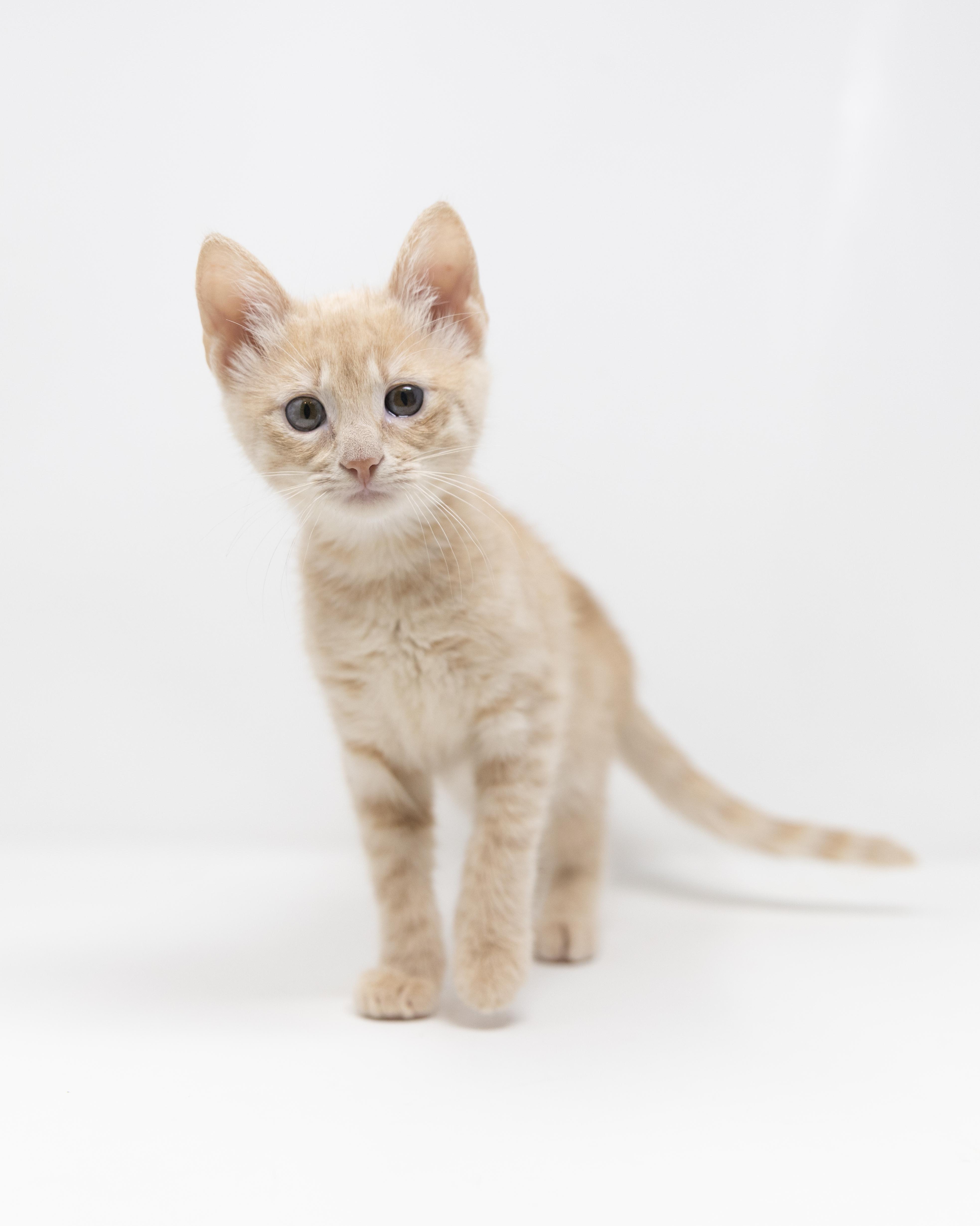 Enlarge Itsy, a ADOPTABLE Tabby in Justin, TX image 2/6