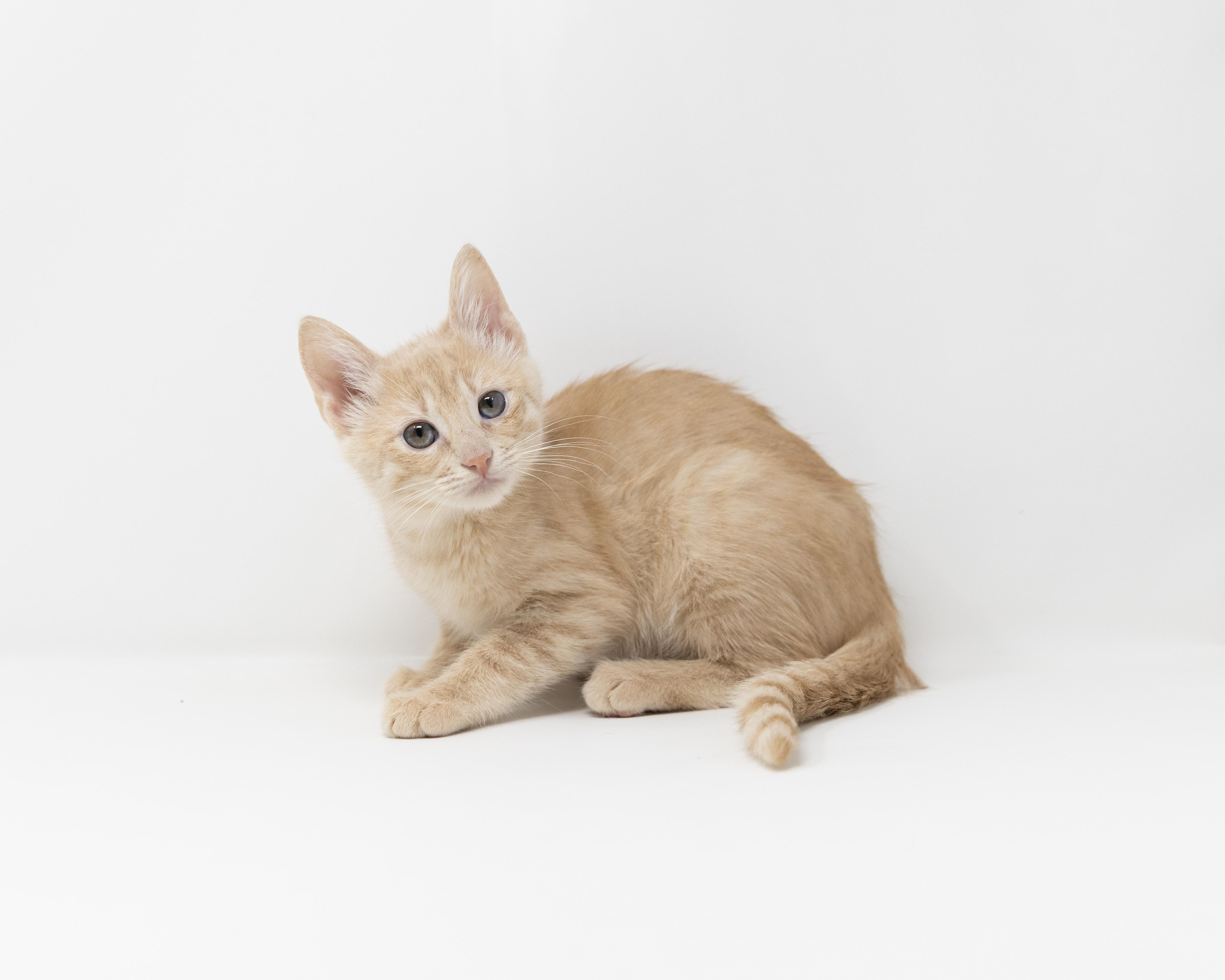 Enlarge Itsy, a ADOPTABLE Tabby in Justin, TX image 3/6