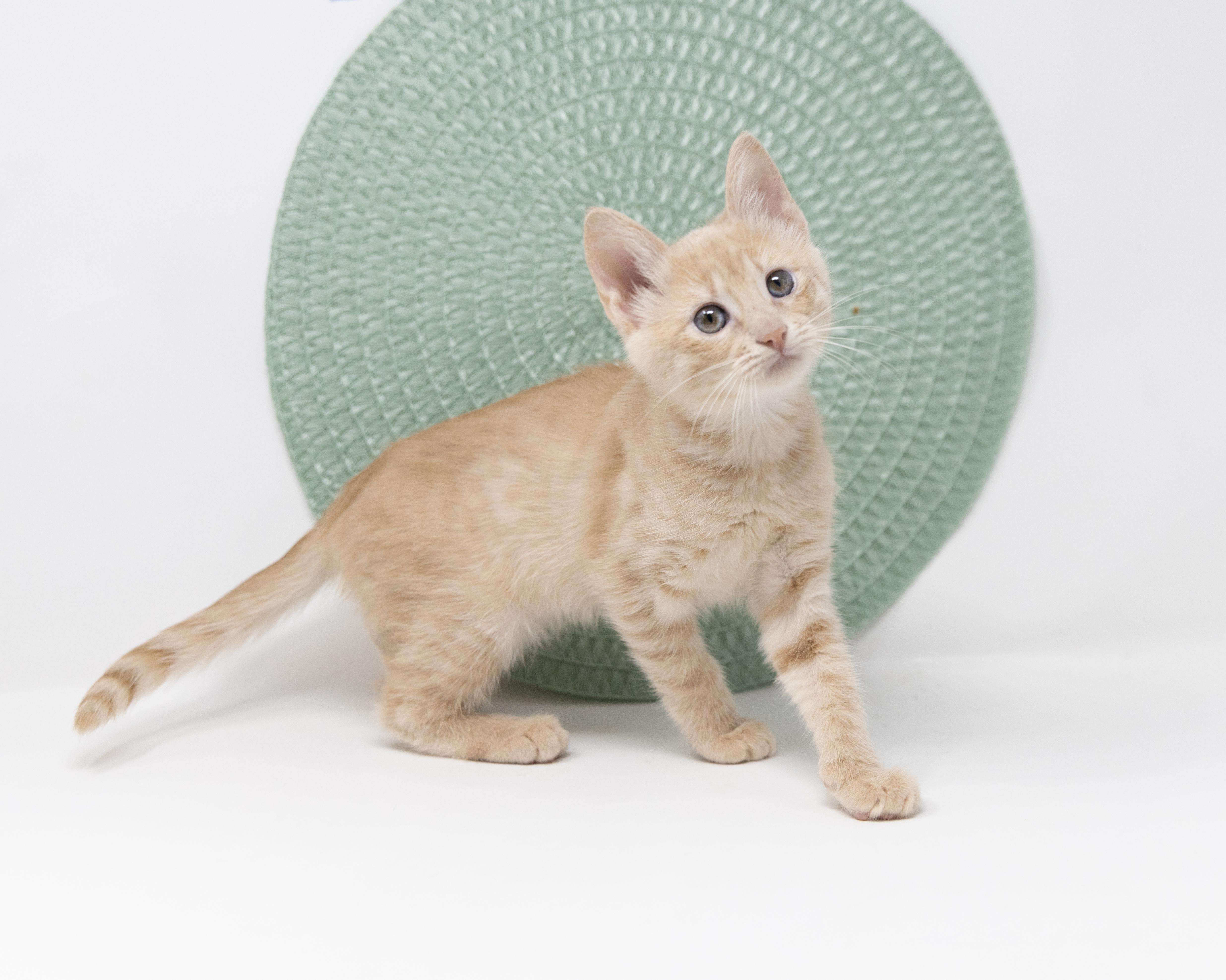 Enlarge Itsy, a ADOPTABLE Tabby in Justin, TX image 5/6