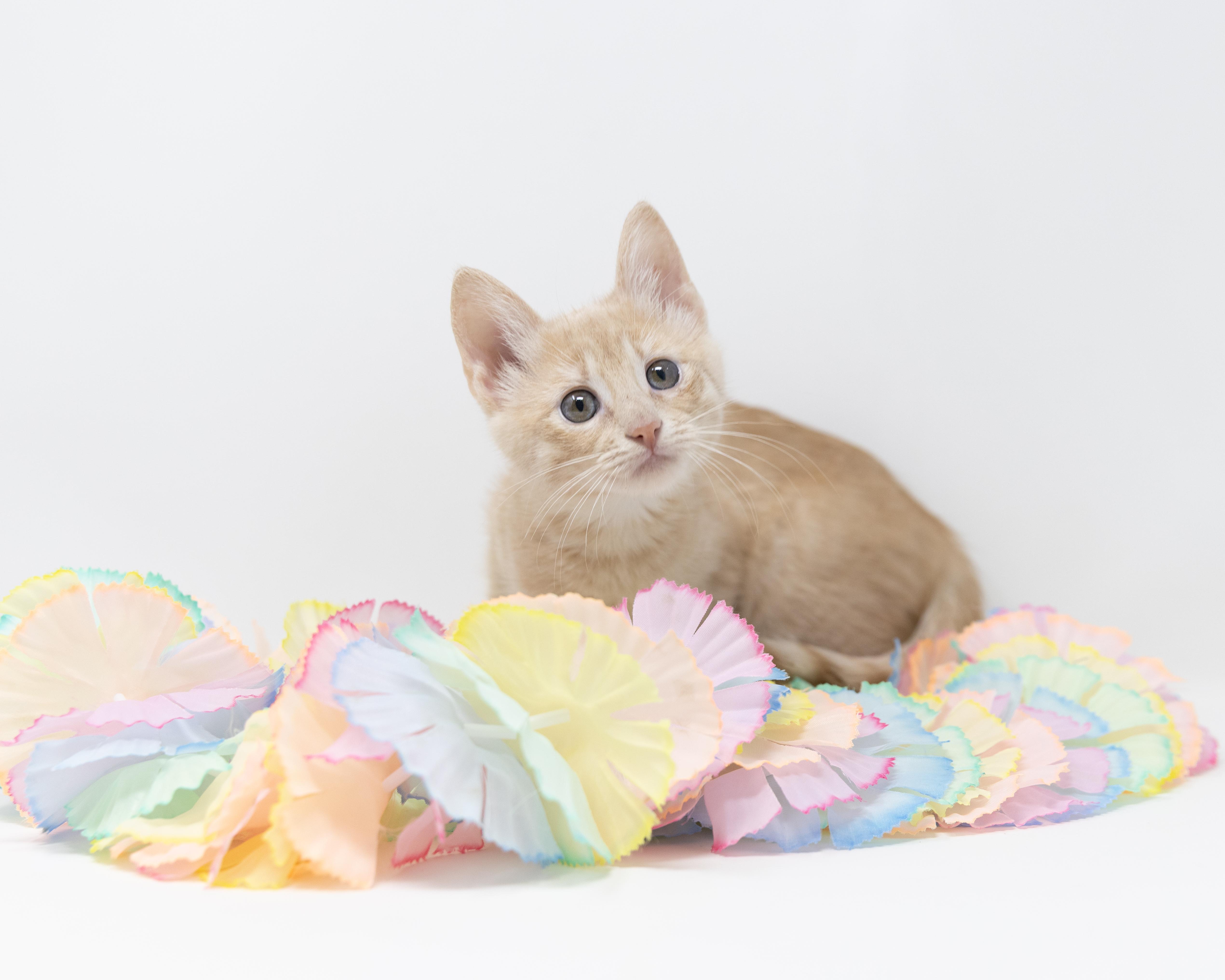 Enlarge Itsy, a ADOPTABLE Tabby in Justin, TX image 6/6