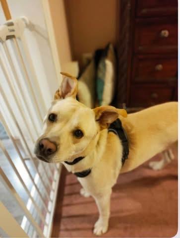 Enlarge Felix, a ADOPTABLE Yellow Labrador Retriever in Woodbury, NJ image 3/5