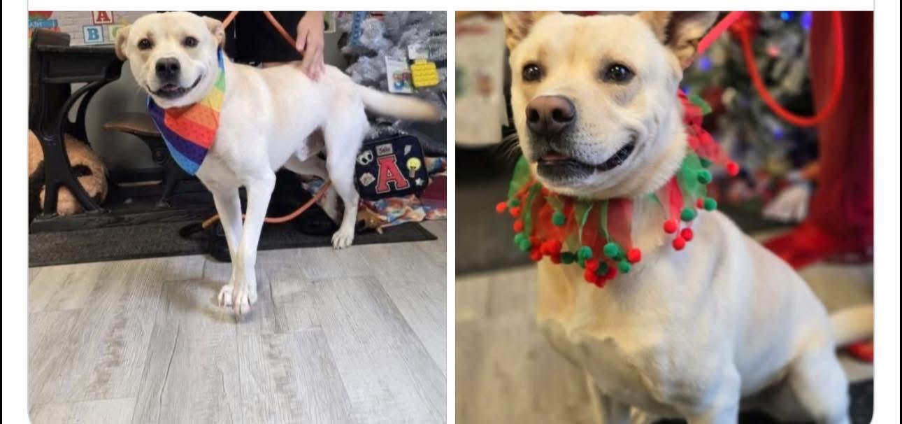 Felix, ADOPTABLE, Young Male Yellow Labrador Retriever.