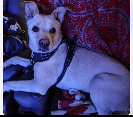 Enlarge Felix, a ADOPTABLE Yellow Labrador Retriever in Woodbury, NJ image 1/5