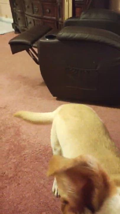 Enlarge Felix, a ADOPTABLE Yellow Labrador Retriever in Woodbury, NJ video 5/5