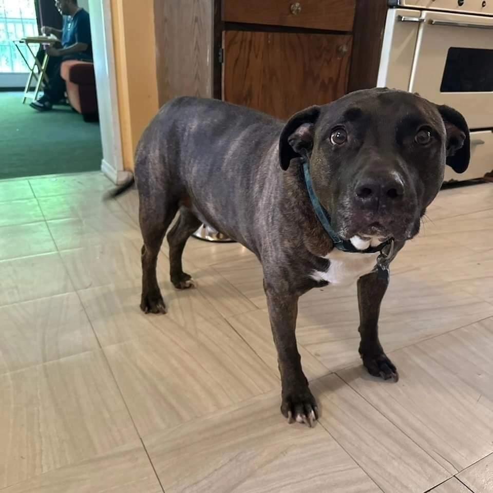 Enlarge Butch.P4L, a Adopted mixed breed in Westbury, NY image 1/6