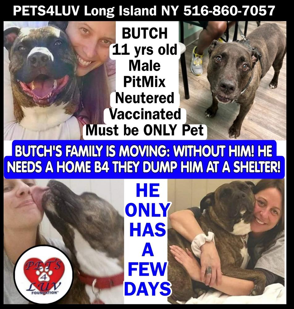 Butch.P4L, Adopted, Senior Male American Staffordshire Terrier.