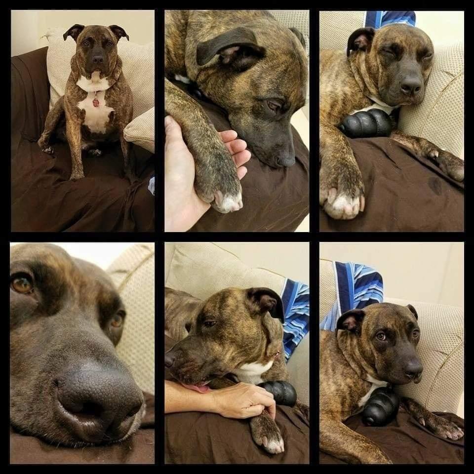 Enlarge Butch.P4L, a Adopted mixed breed in Westbury, NY image 3/6