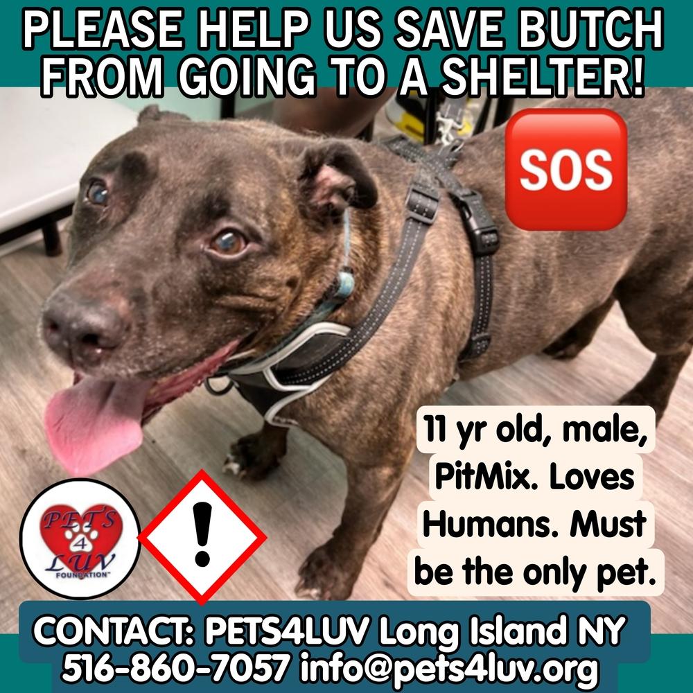 Enlarge Butch.P4L, a Adopted mixed breed in Westbury, NY image 4/6