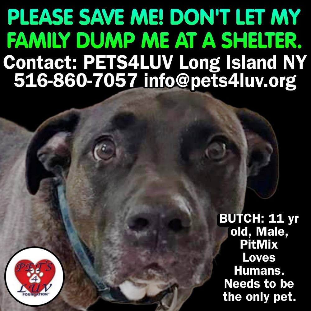 Enlarge Butch.P4L, a Adopted mixed breed in Westbury, NY image 5/6