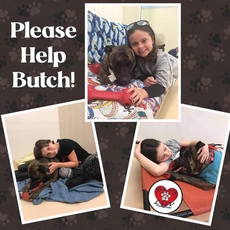 Enlarge Butch.P4L, a Adopted mixed breed in Westbury, NY image 6/6