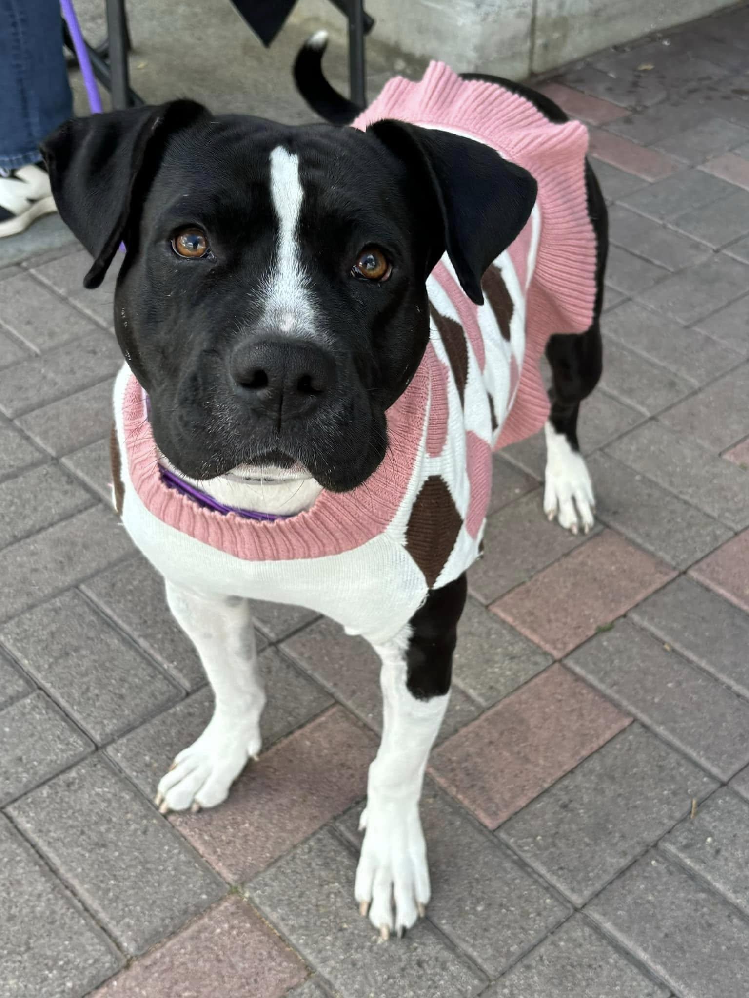 Enlarge Candy, a Adopted American Staffordshire Terrier in San Diego, CA image 1/3