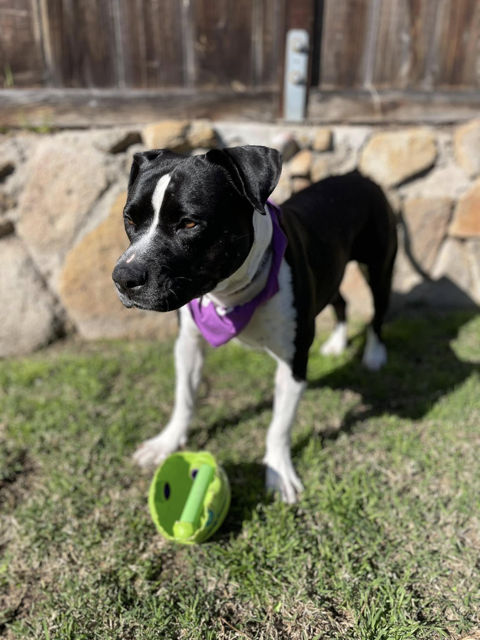 Enlarge Candy, a Adopted American Staffordshire Terrier in San Diego, CA image 3/3